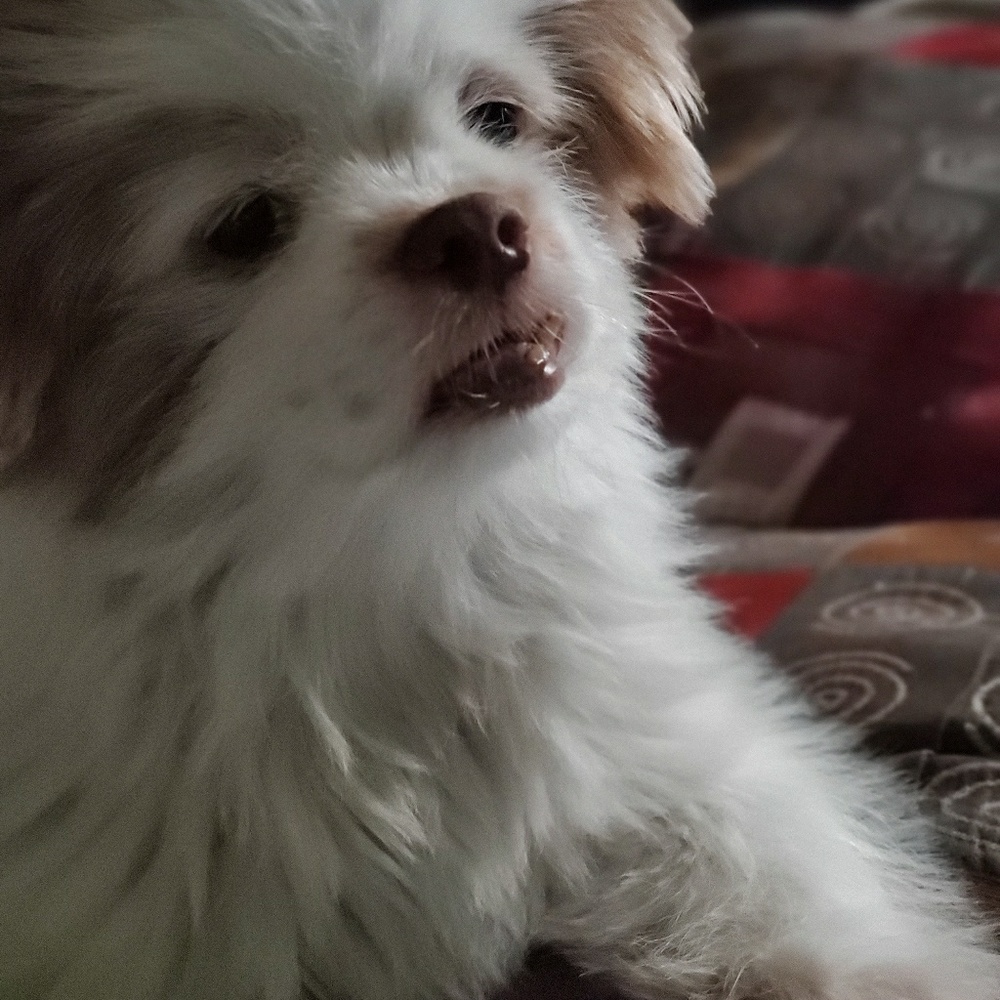 Meet your Posher, Vivi